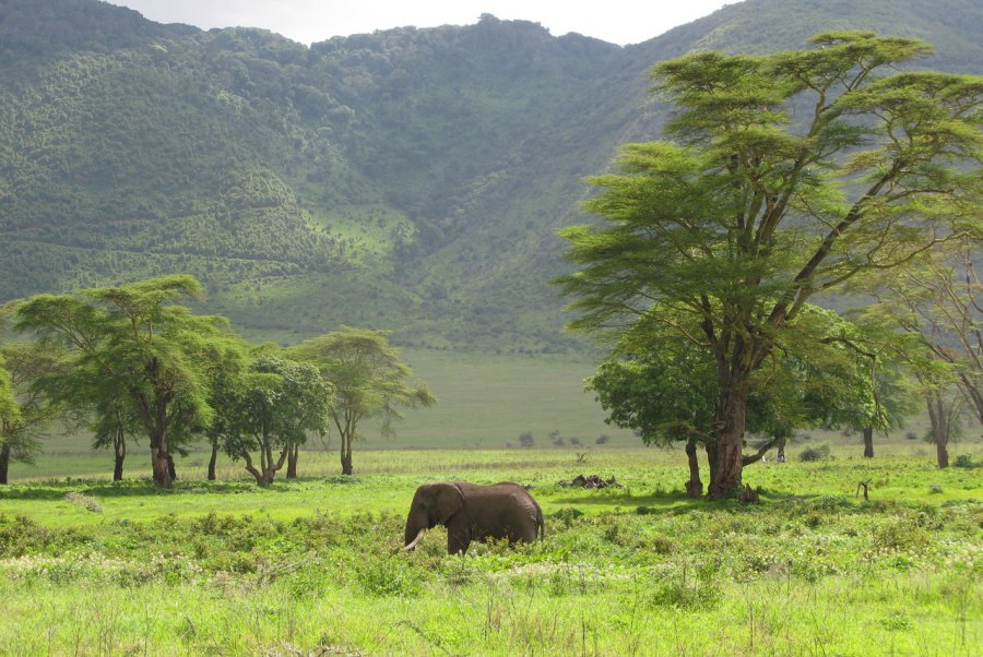 Слоны в заповеднике Нгоронгоро